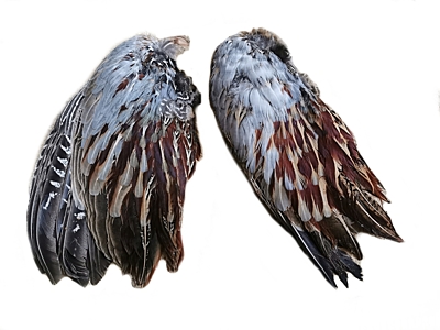 Fasanenflügel, verschiedene Varianten